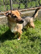 CHICHIBIO, Hund, Mischlingshund in Italien - Bild 6