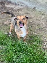CHICHIBIO, Hund, Mischlingshund in Italien - Bild 7