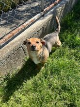 CHICHIBIO, Hund, Mischlingshund in Italien - Bild 8