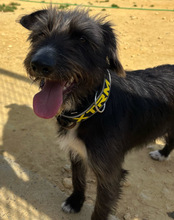 JAGGER, Hund, Mischlingshund in Spanien - Bild 1