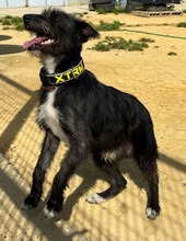 JAGGER, Hund, Mischlingshund in Spanien - Bild 3