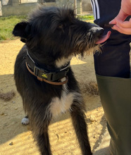 JAGGER, Hund, Mischlingshund in Spanien - Bild 4