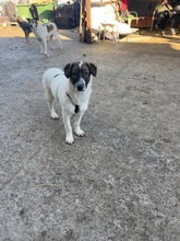 NORI, Hund, Mischlingshund in Rumänien - Bild 1
