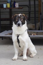 NORI, Hund, Mischlingshund in Rumänien - Bild 2
