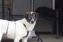 NORI, Hund, Mischlingshund in Rumänien - Bild 3