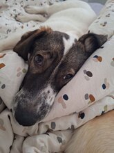 NORI, Hund, Mischlingshund in Rumänien - Bild 4