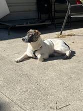 NORI, Hund, Mischlingshund in Rumänien - Bild 5