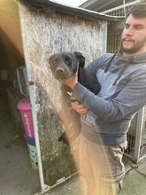 METALLICA, Hund, Mischlingshund in Ungarn - Bild 1
