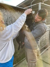 METALLICA, Hund, Mischlingshund in Ungarn - Bild 2