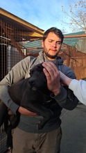 METALLICA, Hund, Mischlingshund in Ungarn - Bild 3