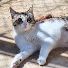 PRAGA, Katze, Europäisch Kurzhaar in Spanien - Bild 1