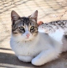 PRAGA, Katze, Europäisch Kurzhaar in Spanien - Bild 2