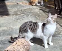 PRAGA, Katze, Europäisch Kurzhaar in Spanien - Bild 3
