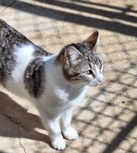 PRAGA, Katze, Europäisch Kurzhaar in Spanien - Bild 4