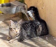 TIRANA, Katze, Europäisch Kurzhaar in Spanien