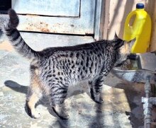 TIRANA, Katze, Europäisch Kurzhaar in Spanien - Bild 2
