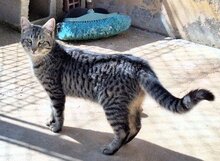 TIRANA, Katze, Europäisch Kurzhaar in Spanien - Bild 3