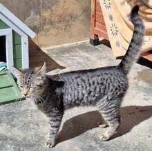 TIRANA, Katze, Europäisch Kurzhaar in Spanien - Bild 4
