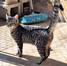 TIRANA, Katze, Europäisch Kurzhaar in Spanien - Bild 5
