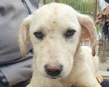 JULIE, Hund, Mischlingshund in Rumänien - Bild 1