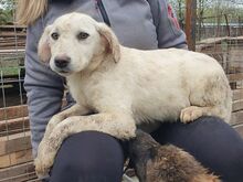 JULIE, Hund, Mischlingshund in Rumänien - Bild 3