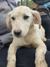 JULIE, Hund, Mischlingshund in Rumänien - Bild 4
