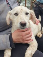 JULIE, Hund, Mischlingshund in Rumänien - Bild 6