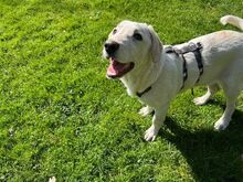 PRINCE, Hund, Mischlingshund in Rennertshofen - Bild 1