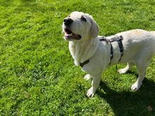 PRINCE, Hund, Mischlingshund in Rennertshofen - Bild 2