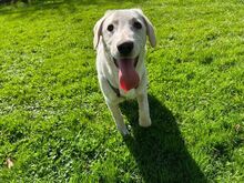 PRINCE, Hund, Mischlingshund in Rennertshofen - Bild 3