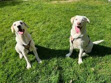 PRINCE, Hund, Mischlingshund in Rennertshofen - Bild 4