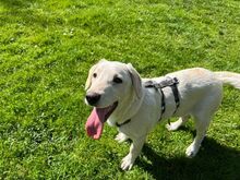 PRINCE, Hund, Mischlingshund in Rennertshofen - Bild 5
