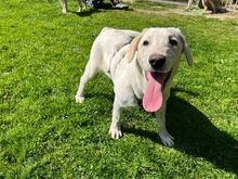 PRINCE, Hund, Mischlingshund in Rennertshofen - Bild 6