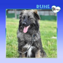 RUNE, Hund, Mischlingshund in Bulgarien - Bild 1