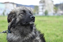 RUNE, Hund, Mischlingshund in Bulgarien - Bild 2