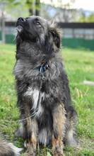 RUNE, Hund, Mischlingshund in Bulgarien - Bild 3