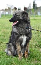 RUNE, Hund, Mischlingshund in Bulgarien - Bild 4