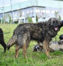 RUNE, Hund, Mischlingshund in Bulgarien - Bild 6