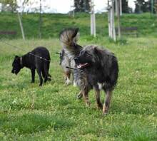 RUNE, Hund, Mischlingshund in Bulgarien - Bild 7