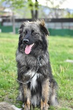 RUNE, Hund, Mischlingshund in Bulgarien - Bild 8