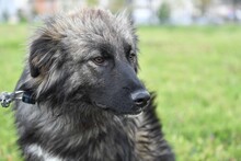 RUNE, Hund, Mischlingshund in Bulgarien - Bild 9