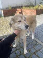 JUNOJETZTCOOPER, Hund, Mischlingshund in Usingen