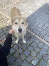 JUNOJETZTCOOPER, Hund, Mischlingshund in Usingen - Bild 2
