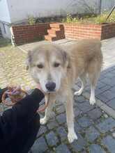 JUNOJETZTCOOPER, Hund, Mischlingshund in Usingen - Bild 3