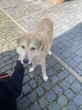 JUNOJETZTCOOPER, Hund, Mischlingshund in Usingen - Bild 4