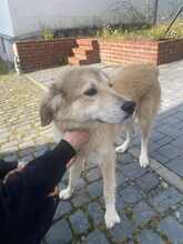 JUNOJETZTCOOPER, Hund, Mischlingshund in Usingen - Bild 5