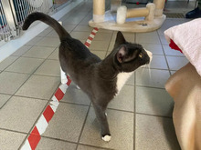 MUCKI, Katze, Europäisch Kurzhaar in Hamburg - Bild 2