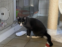 MUCKI, Katze, Europäisch Kurzhaar in Hamburg - Bild 3