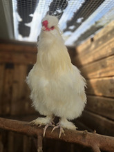 SIRFLUFFINGTON, Vogel, Groß-Seidenhuhn (Amerikanisch) in Hamburg