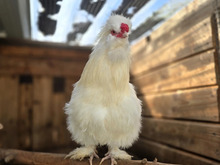 SIRFLUFFINGTON, Vogel, Seidenhuhn in Hamburg - Bild 2